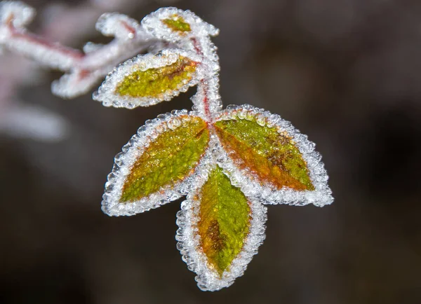 Focu Selettivo Delle Foglie Della Pianta Verde Ricoperte Gelate Cristalline — Foto Stock