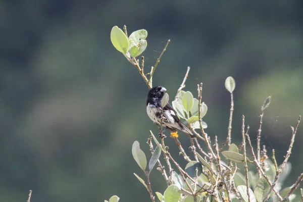 Tiro Seletivo Foco Pássaro Stonechat Europeu Bonito Empoleirado Ramo — Fotografia de Stock