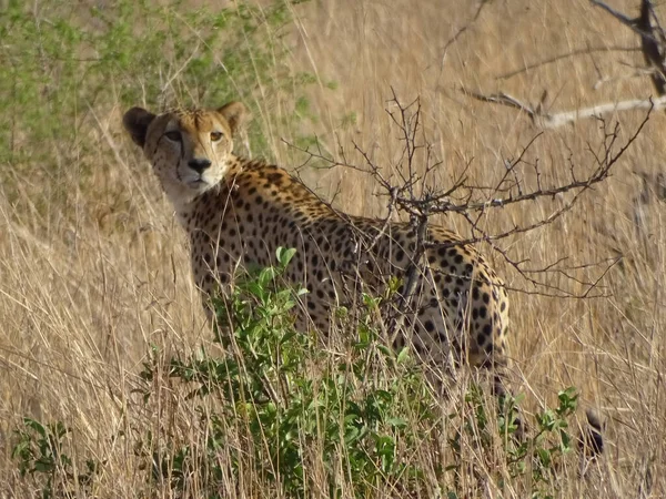 Cheetah Savana Gramada Olhando Para Lado — Fotografia de Stock