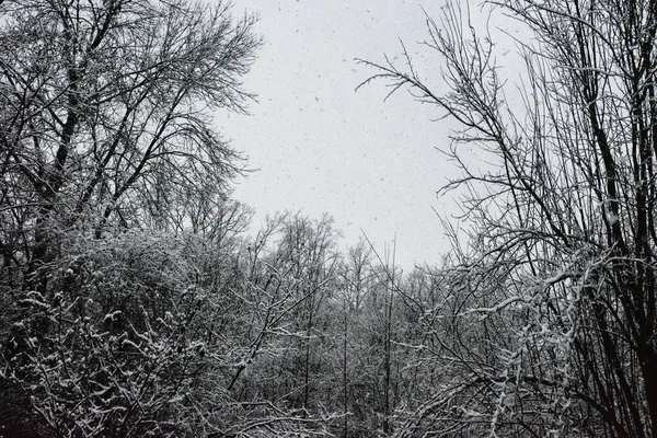 Větve Stromů Pokryté Sněhem Zimním Parku — Stock fotografie