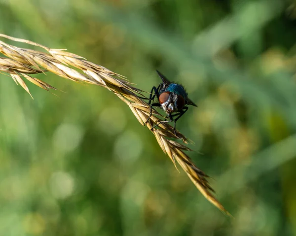 Primo Piano Colpo Una Mosca Gambo Segale Uno Sfondo Verde — Foto Stock