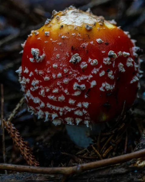 Gros Plan Vertical Champignon Amanita Muscaria Sur Sol Forestier — Photo