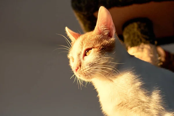 Tiro Foco Seletivo Retrato Gato Doméstico Bonito Ruivo Olhando Atentamente — Fotografia de Stock