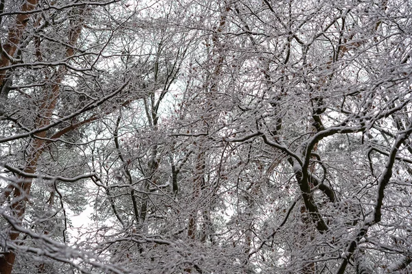 Beau Des Bois Enneigés Dans Colline Kleine Kalmit Landau Rhénanie — Photo