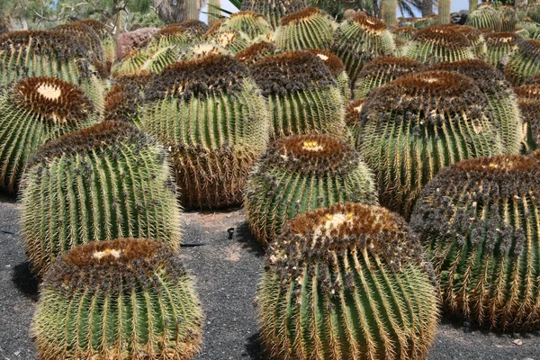 Enfoque Selectivo Los Cactus Asfalto —  Fotos de Stock