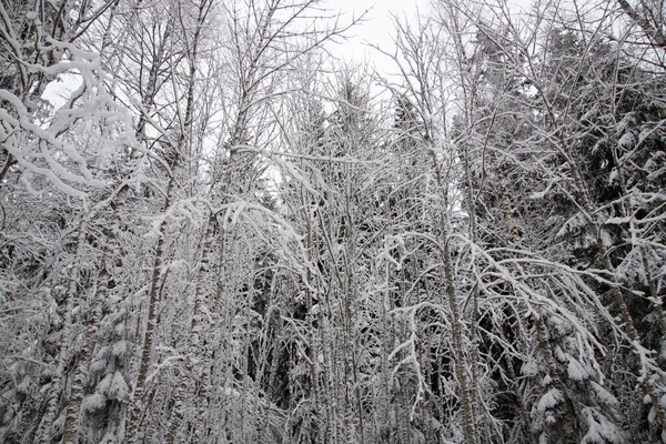 Een Winterbos Bedekt Met Sneeuw — Stockfoto
