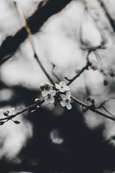 Eine Vertikale Nahaufnahme Weißer Blüten Auf Einem Kirschbaum — Stockfoto