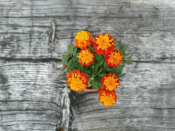 Una Vista Superior Hermosas Flores Caléndula Una Olla Superficie Madera —  Fotos de Stock