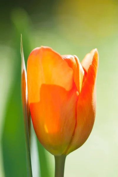 Plan Vertical Fleur Tulipe Orange Parfait Pour Papier Peint — Photo