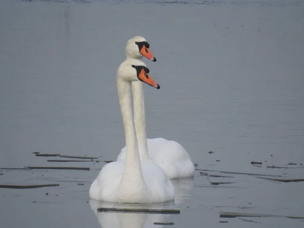 Schöne Aufnahme Von Zwei Schwänen Die Einem See Schwimmen — Stockfoto