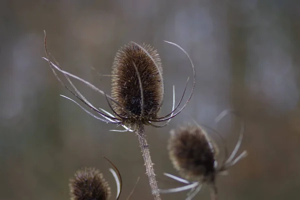 Soft Focus Dried Thistles Field — Stock Photo, Image