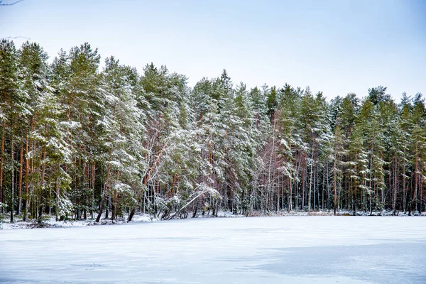 Зимний Лес Покрытый Снегом — стоковое фото