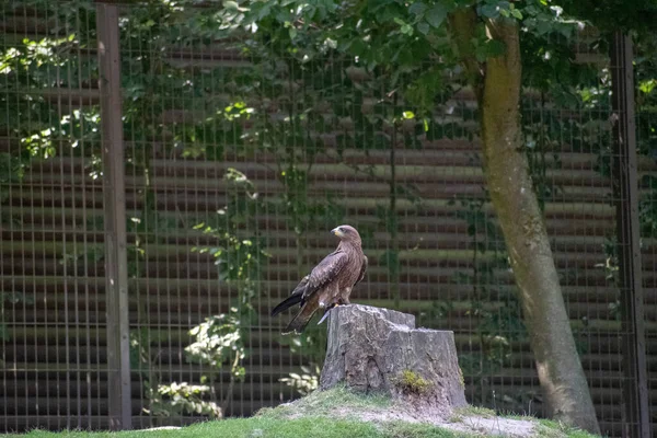 Ένα Επιλεκτικό Κοντινό Πλάνο Του Cooper Hawk Σκαρφαλωμένο Στο Πορτ — Φωτογραφία Αρχείου