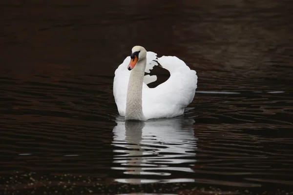 Una Hermosa Vista Cisne Blanco Solitario Flotando Río Sobre Fondo —  Fotos de Stock