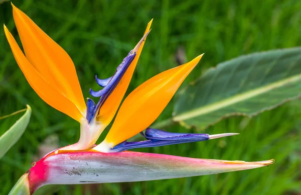 庭の楽園やストレリッツィアの花の鳥 — ストック写真