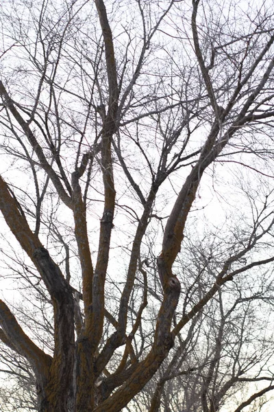 가지가 나무들의 — 스톡 사진