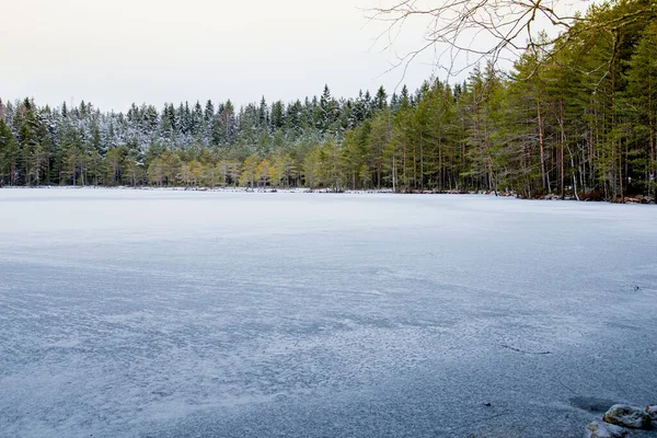 Uma Floresta Inverno Coberta Neve — Fotografia de Stock