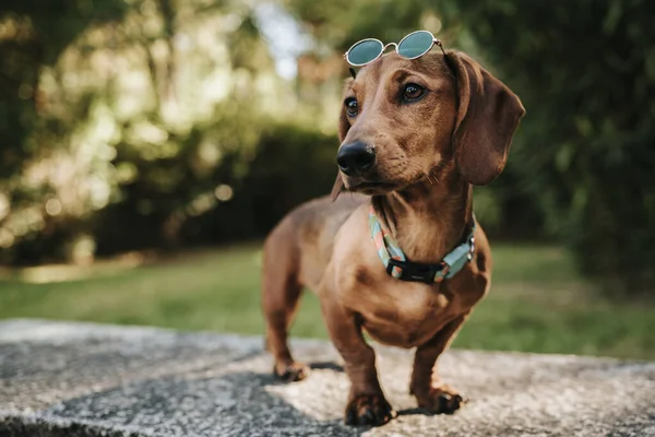 A closeup portrait of a cute brown dwarf dachshund wearing a collar and sunglasses walking in a park