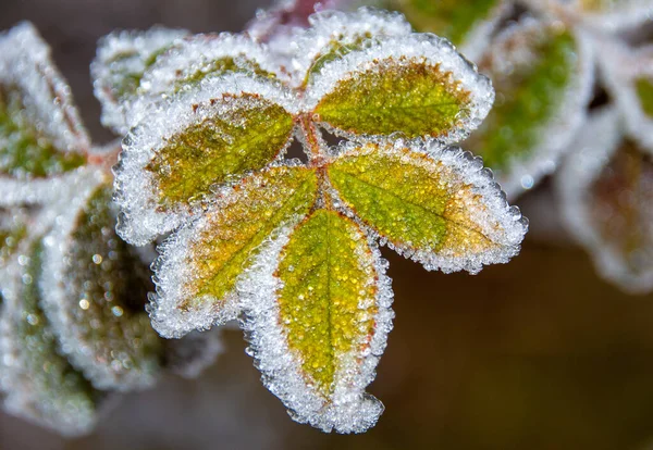 Primer Plano Las Hojas Planta Verde Cubiertas Heladas Cristalinas Matutinas —  Fotos de Stock