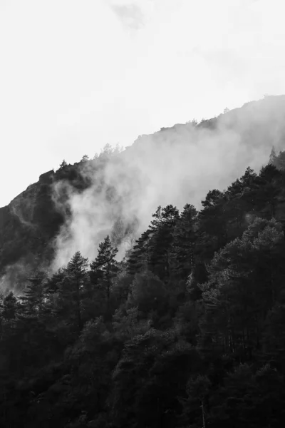 Uma Imagem Tons Cinza Uma Floresta Nebulosa — Fotografia de Stock