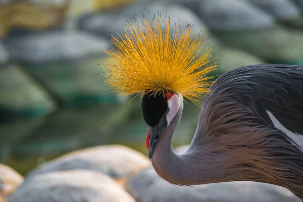 Close Guindaste Coroado Areen Wildlife Park Bahrein — Fotografia de Stock