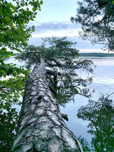 호수에 쓰러진 나무의 — 스톡 사진