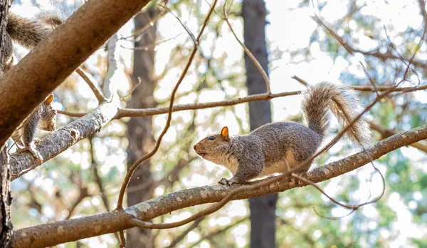 Beautiful Tiny Squirrels Running Forest Tree Branch Africa — Stock Photo, Image