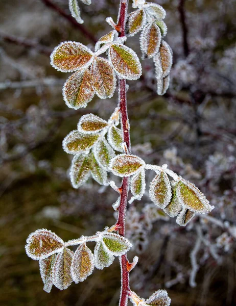 雪のある美しい冬の森 — ストック写真