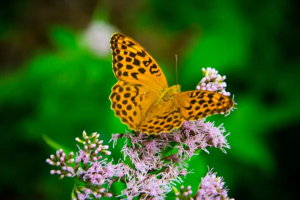 Primer Plano Una Mariposa Naranja Con Patrones Una Hoja Aislado —  Fotos de Stock