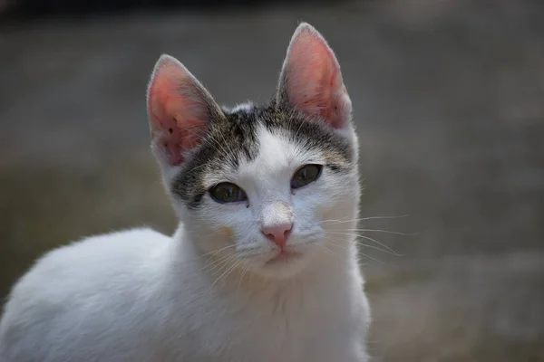 Porträt Einer Schönen Weiß Grauen Katze Mit Einem Aufmerksamen Blick — Stockfoto