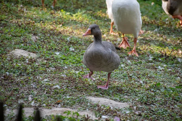 Gros Plan Sélectif Une Oie Dans Wildpark Schwarze Berge Rosengarten — Photo