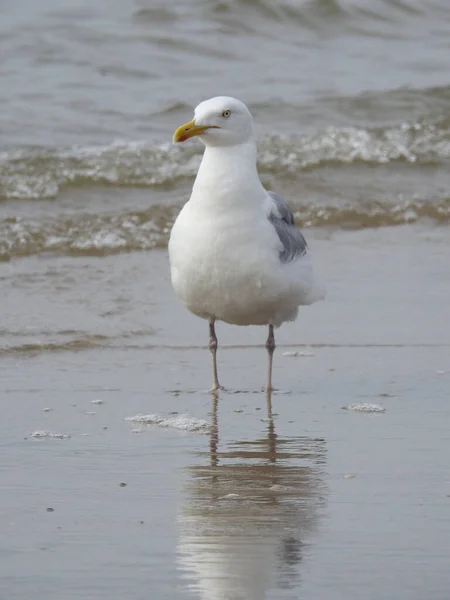 Gros Plan Vertical Une Mouette Perchée Sur Rivage — Photo