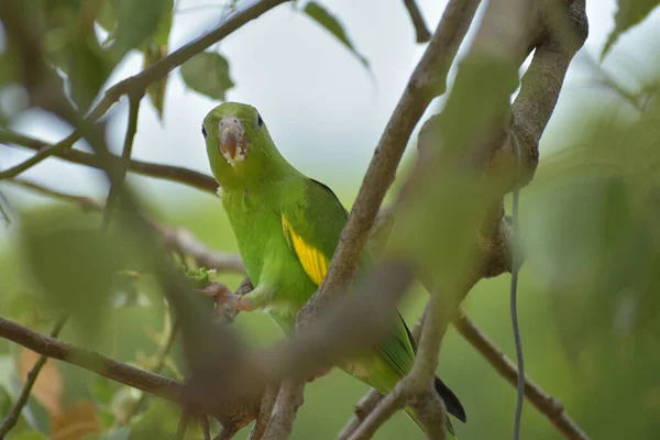 以布宜诺斯艾利斯市的Kurrajong树 Brachychiton Populneus 为食的黄纹鹦鹉 Brotogeris Chiriri 看着摄影师 — 图库照片