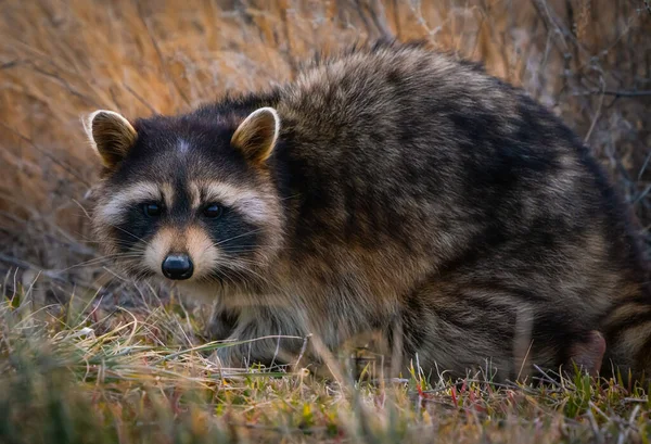 Gros Plan Adorable Raton Laveur Sur Sol Autour Grand Lac — Photo