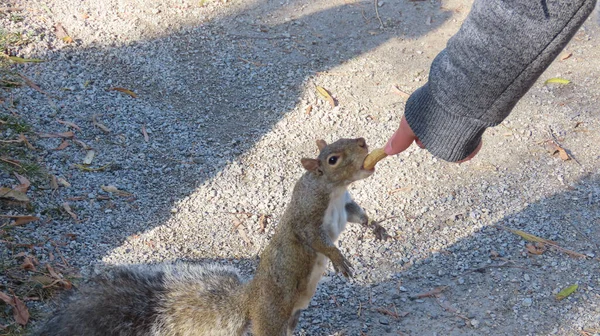 Adorable Squirrel Eating Peanut Person Han — Stock Photo, Image