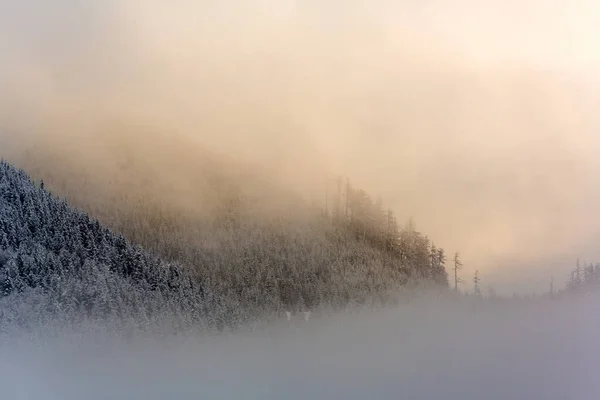 Krajina Edinburghu Pokrytá Lesy Mlhou Zimě Ostrově Vancouver Kanada — Stock fotografie