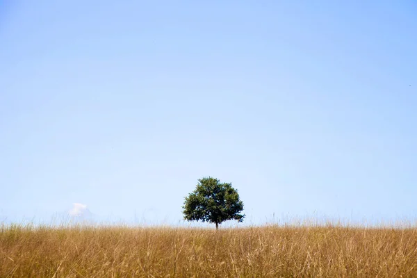 蓝蓝的天空映衬着一片黄色草地上的一棵小树 — 图库照片