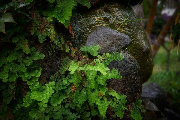 Plan Sélectif Maidenhair Cultivé Sur Une Pierre Humide Après Pluie — Photo