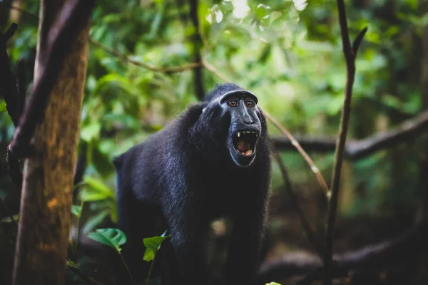 Primer Plano Macaco Cresta Celebes Rugiendo Los Árboles Una Selva — Foto de Stock