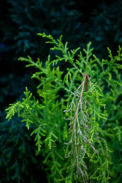 Zbliżenie Pionowe Ujęcie Wiecznie Zielonego Cyprysa Roślina Pękła Gałąź — Zdjęcie stockowe