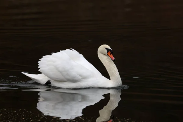 暗い背景で川に浮かぶ孤独な白い白鳥の美しい景色 — ストック写真