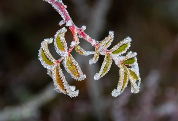 Ein Selektiver Fokus Der Blätter Der Grünen Pflanze Die Mit — Stockfoto