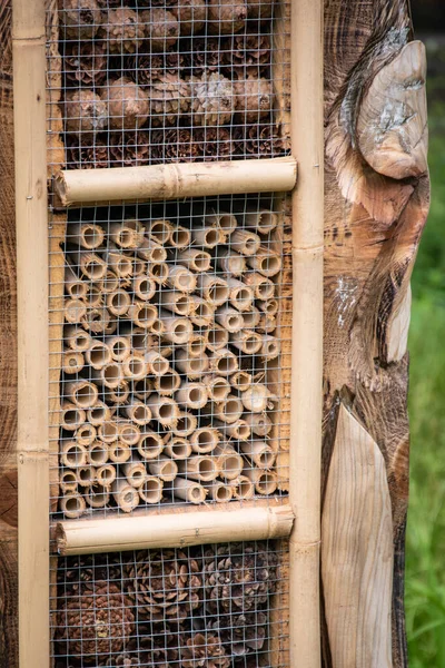 Plan Vertical Une Étagère Pour Pins Bois Wojslawice Arboretum Pologne — Photo