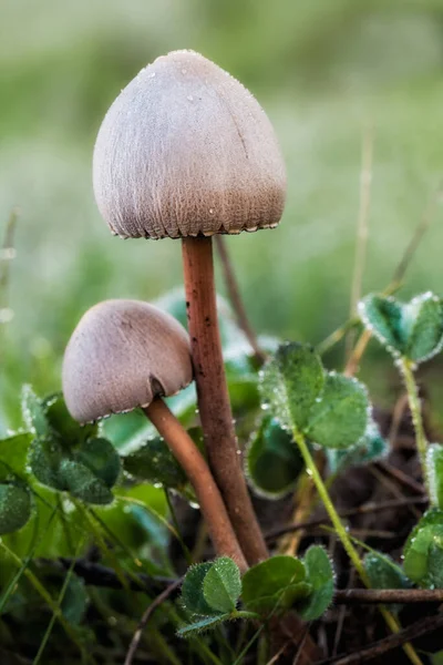 Disparo Vertical Setas Psilocybe Con Gotas Rocío Suelo — Foto de Stock