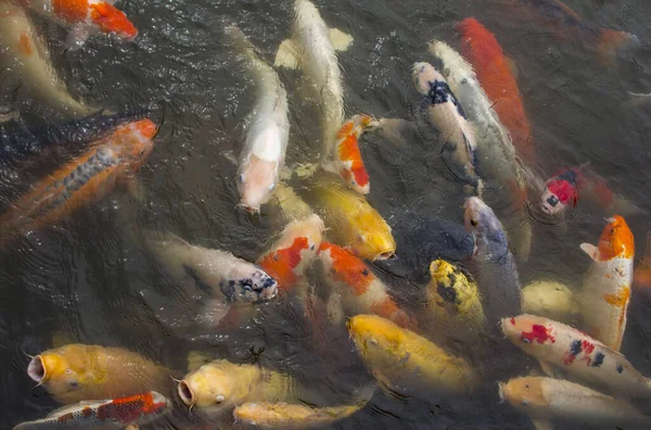 Pandangan Atas Tentang Penutupan Kolam Ikan Berwarna Yang Berbeda Air — Stok Foto