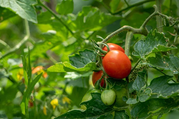 Närbild Skott Mogna Gröna Tomatplantor Trädgården Isolerade — Stockfoto