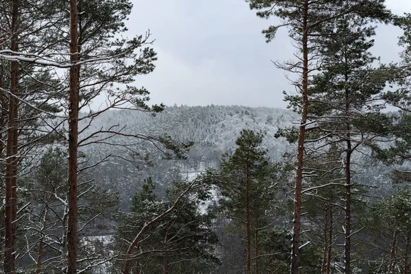 Une Belle Vue Forêt Enneigée Dans Colline Kleine Kalmit Landau — Photo