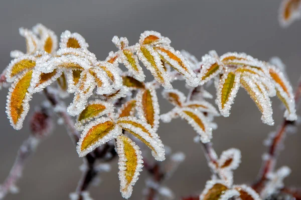 美丽的冰冻黄叶的选择性聚焦拍摄 — 图库照片