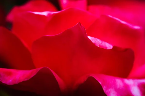 Крупним Планом Знімок Рожевого Квіткового Улюбленця — стокове фото
