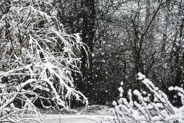 Una Hermosa Vista Las Fuertes Nevadas Parque Invierno — Foto de Stock